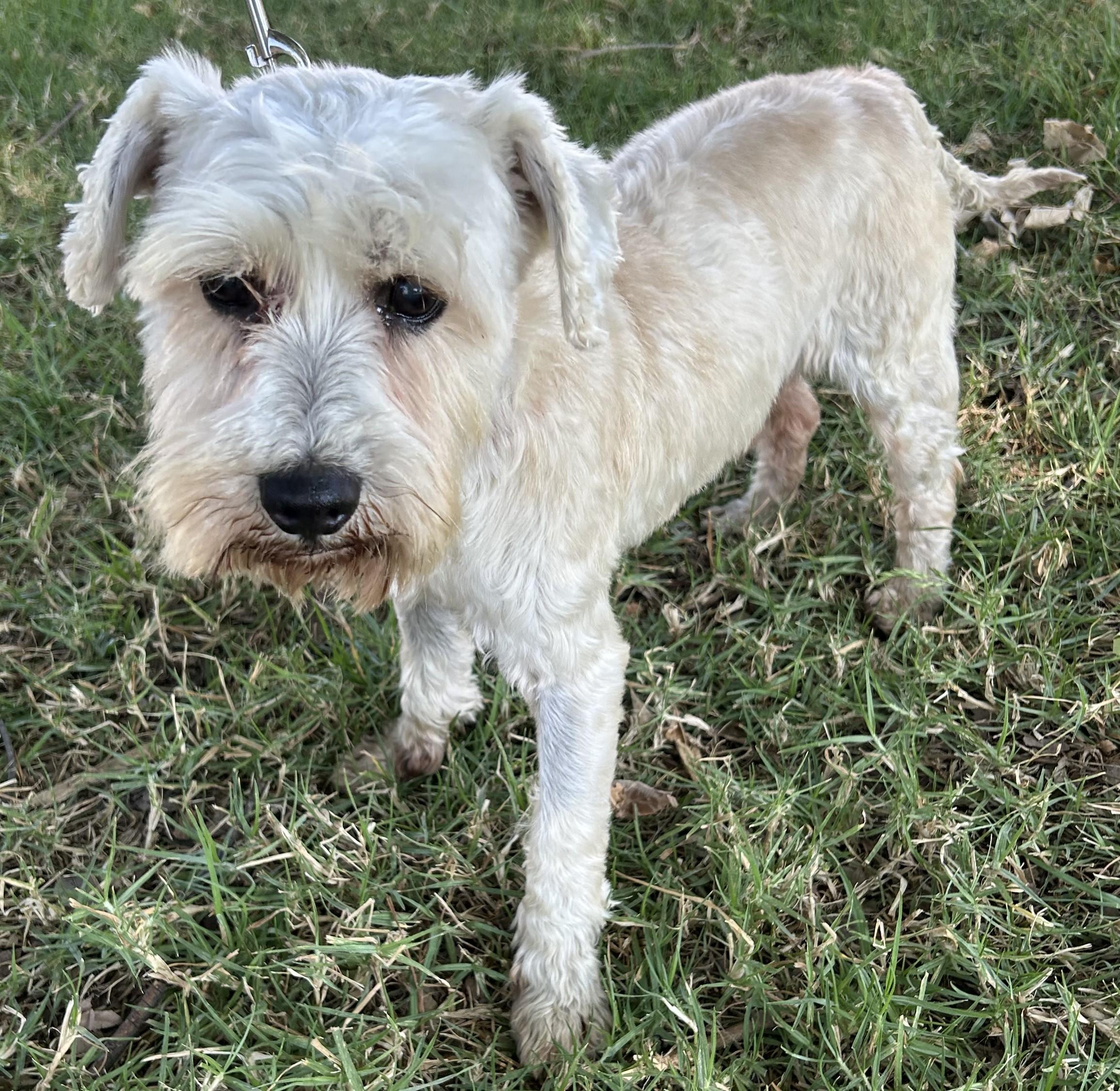 Enlarge IKER, a ADOPTABLE mixed breed in Bell Gardens, CA image 1/5