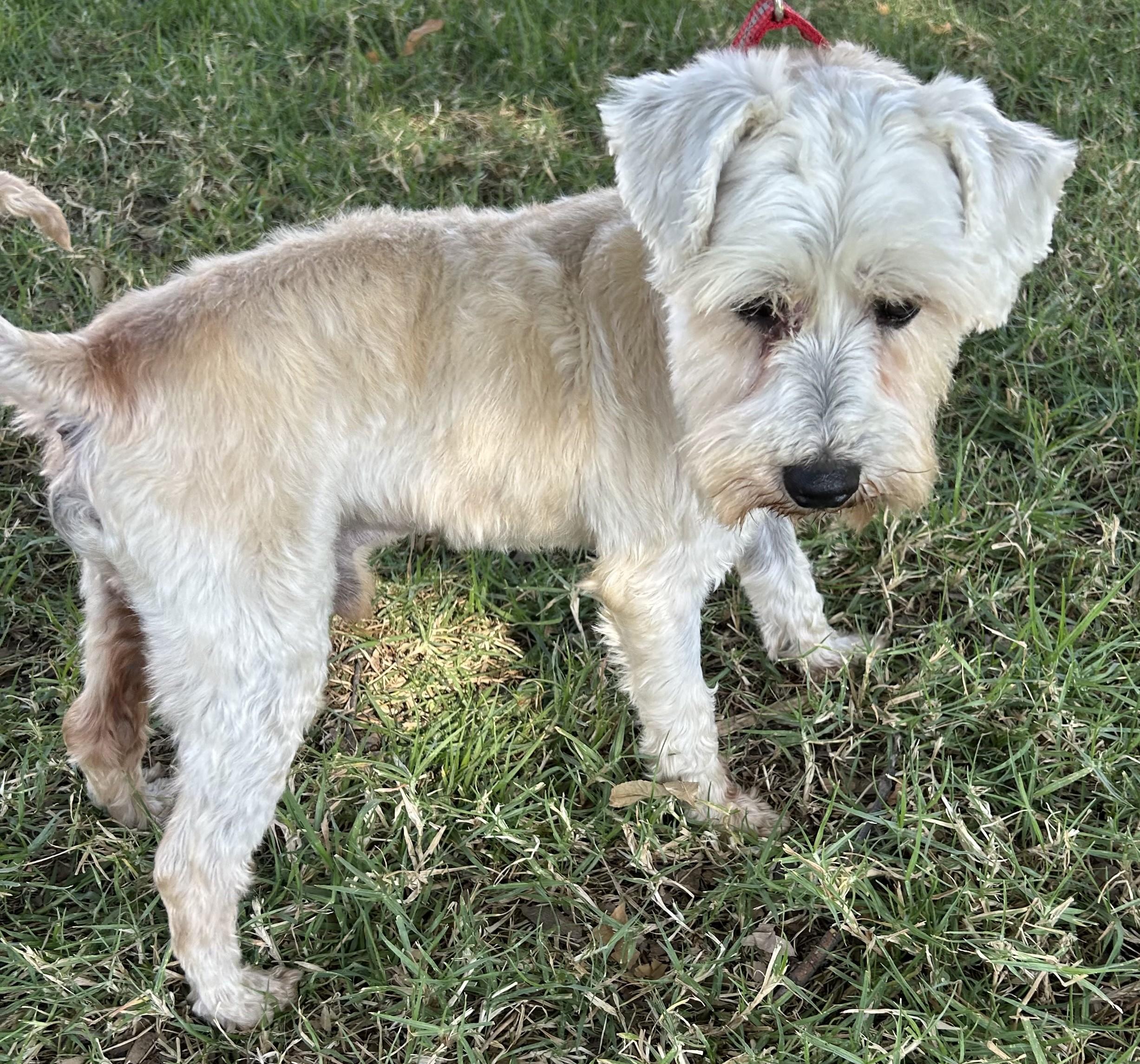 Enlarge IKER, a ADOPTABLE mixed breed in Bell Gardens, CA image 4/5