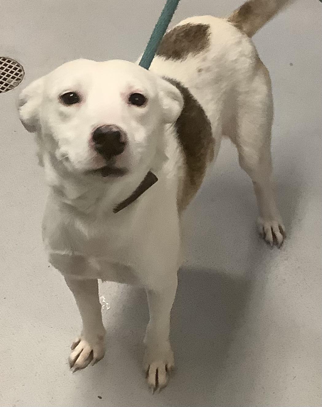 Enlarge Powder, an adopted Mixed Breed in Gloucester, VA image 5/5