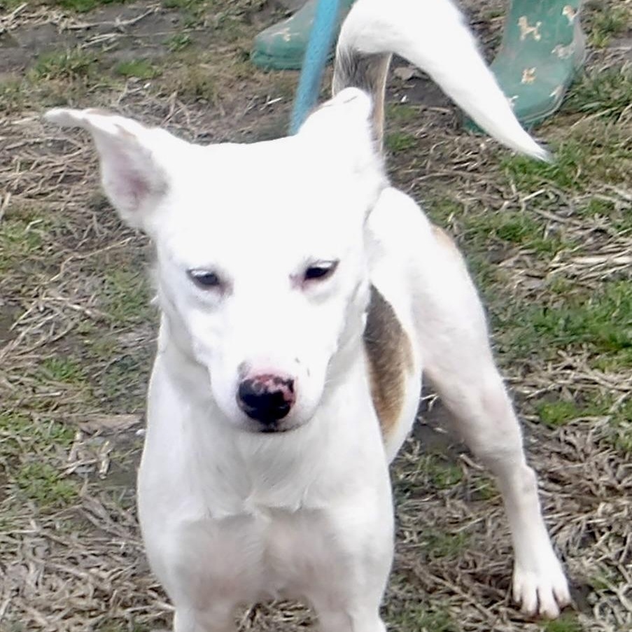 Enlarge Powder, an adopted Mixed Breed in Gloucester, VA image 3/5