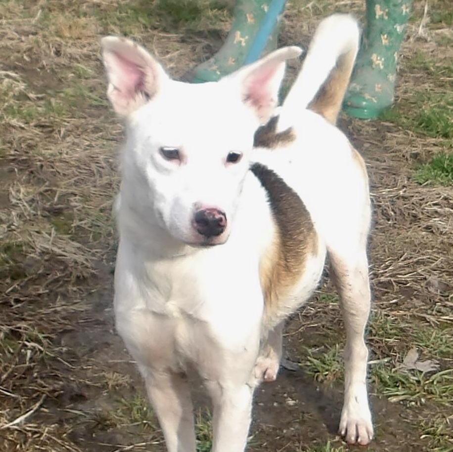 Enlarge Powder, an adopted Mixed Breed in Gloucester, VA image 2/5