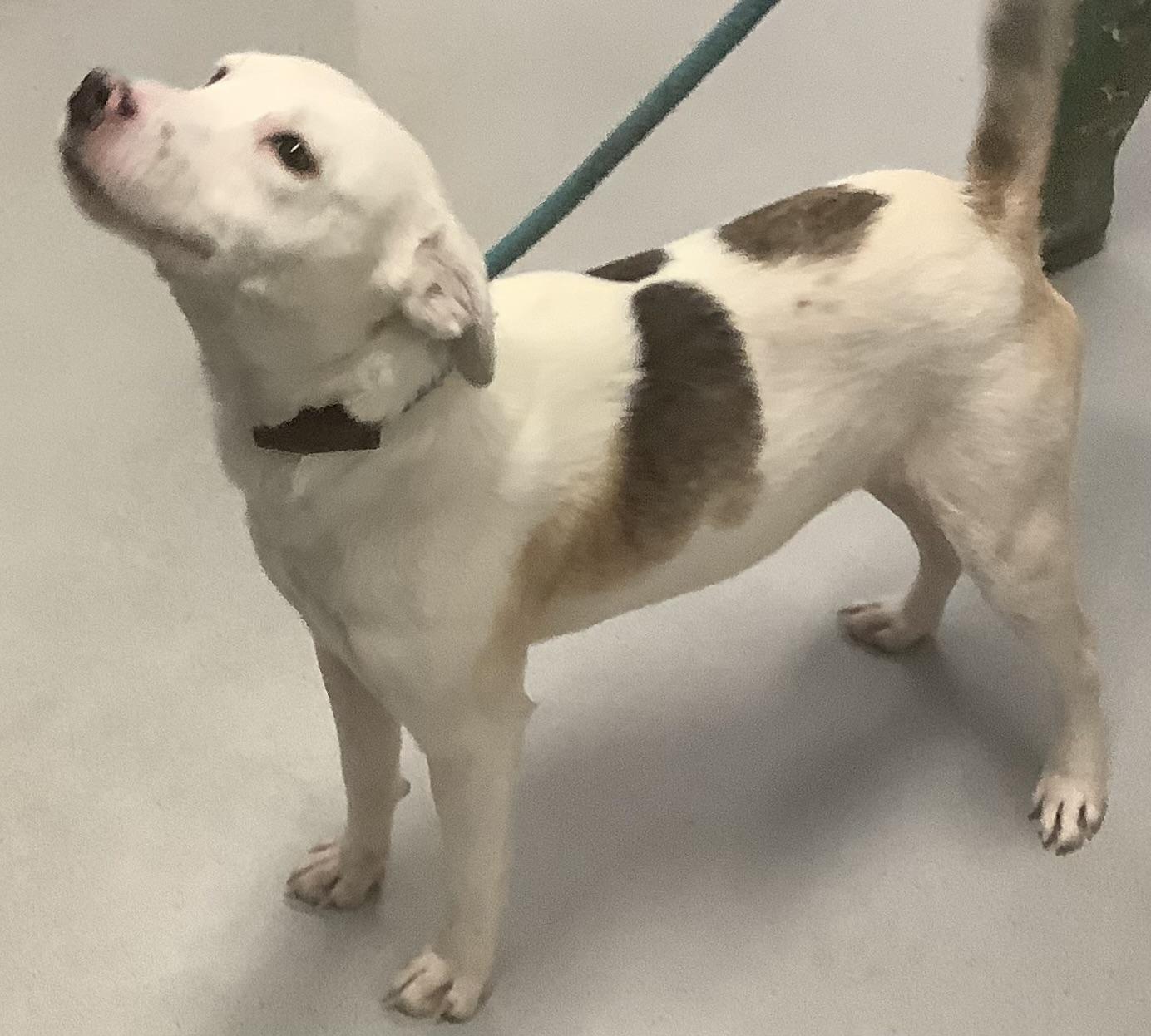 Enlarge Powder, an adopted Mixed Breed in Gloucester, VA image 4/5