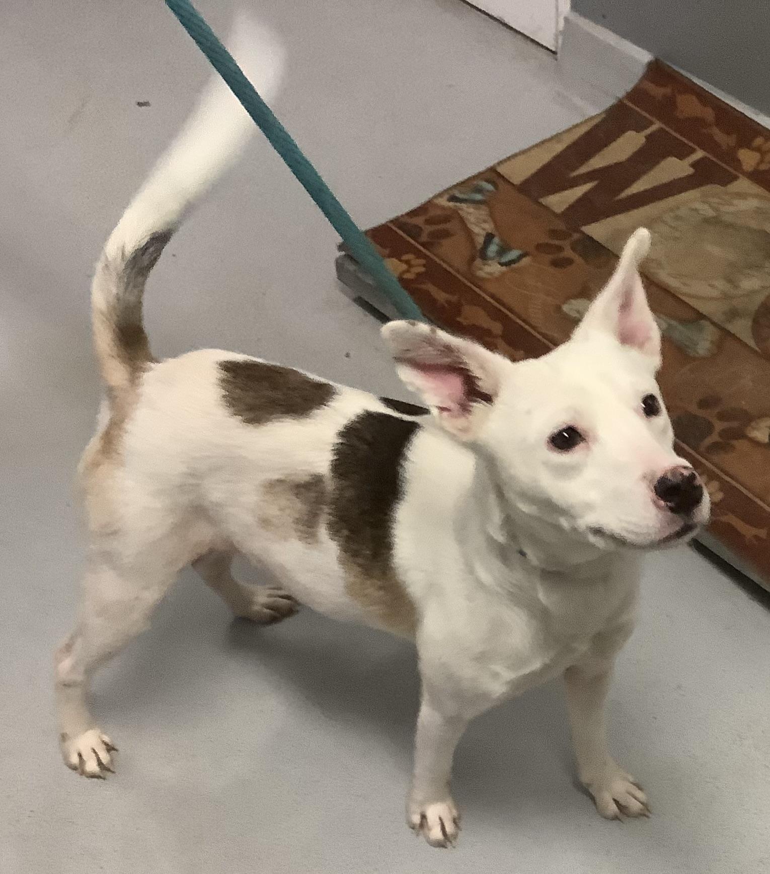 Enlarge Powder, an adopted Mixed Breed in Gloucester, VA image 1/5