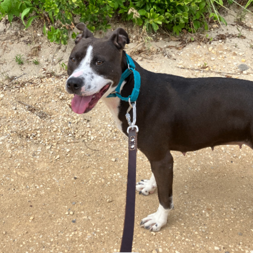 Enlarge Fiona, a Adopted mixed breed in Lincoln Park, NJ image 1/1