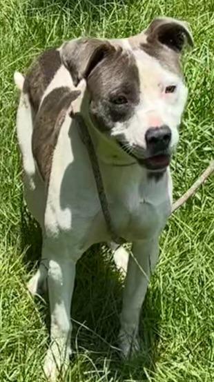 Ray-Ray, a Adoptable Pit Bull Terrier in Swainsboro, GA image 1/2