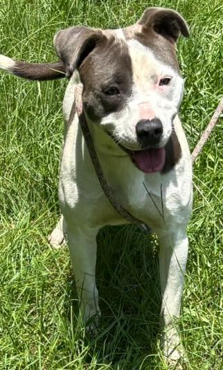 Ray-Ray, a Adoptable Pit Bull Terrier in Swainsboro, GA image 2/2