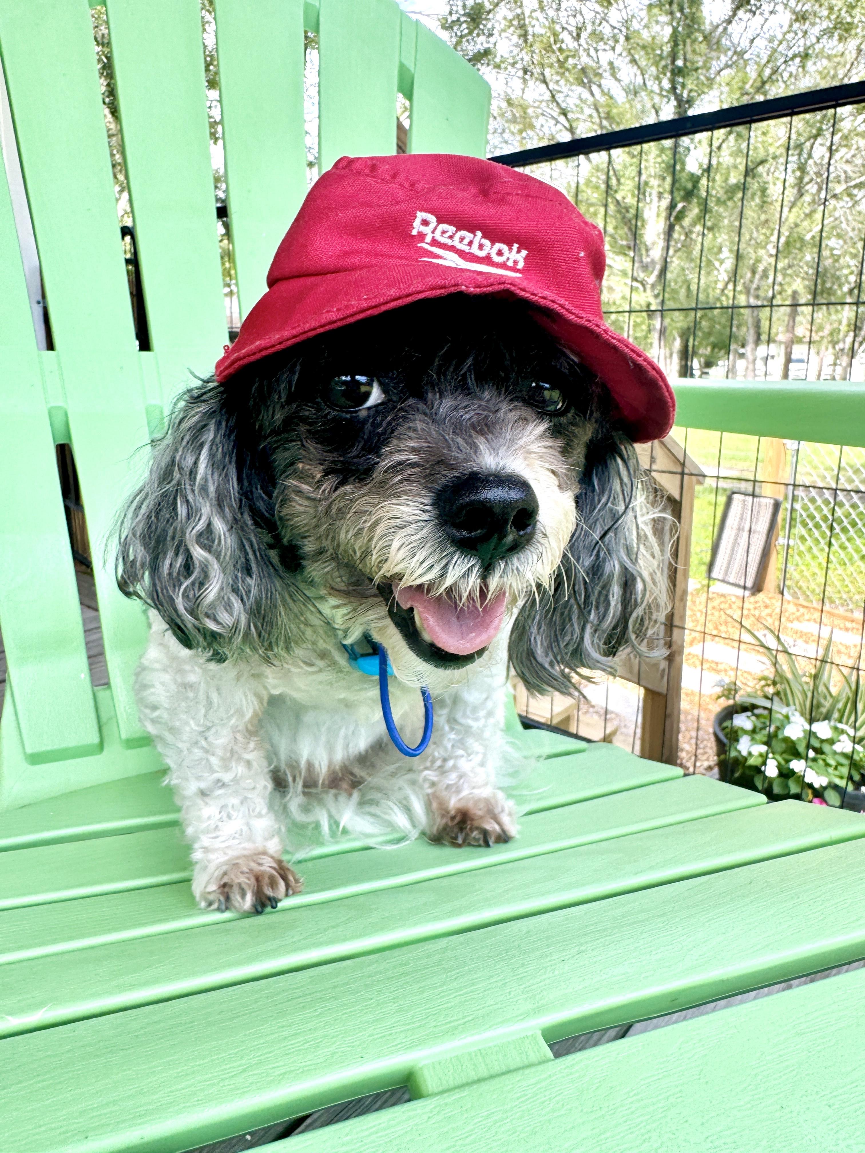 Enlarge Beau, a Adopted mixed breed in Venice, FL image 1/4