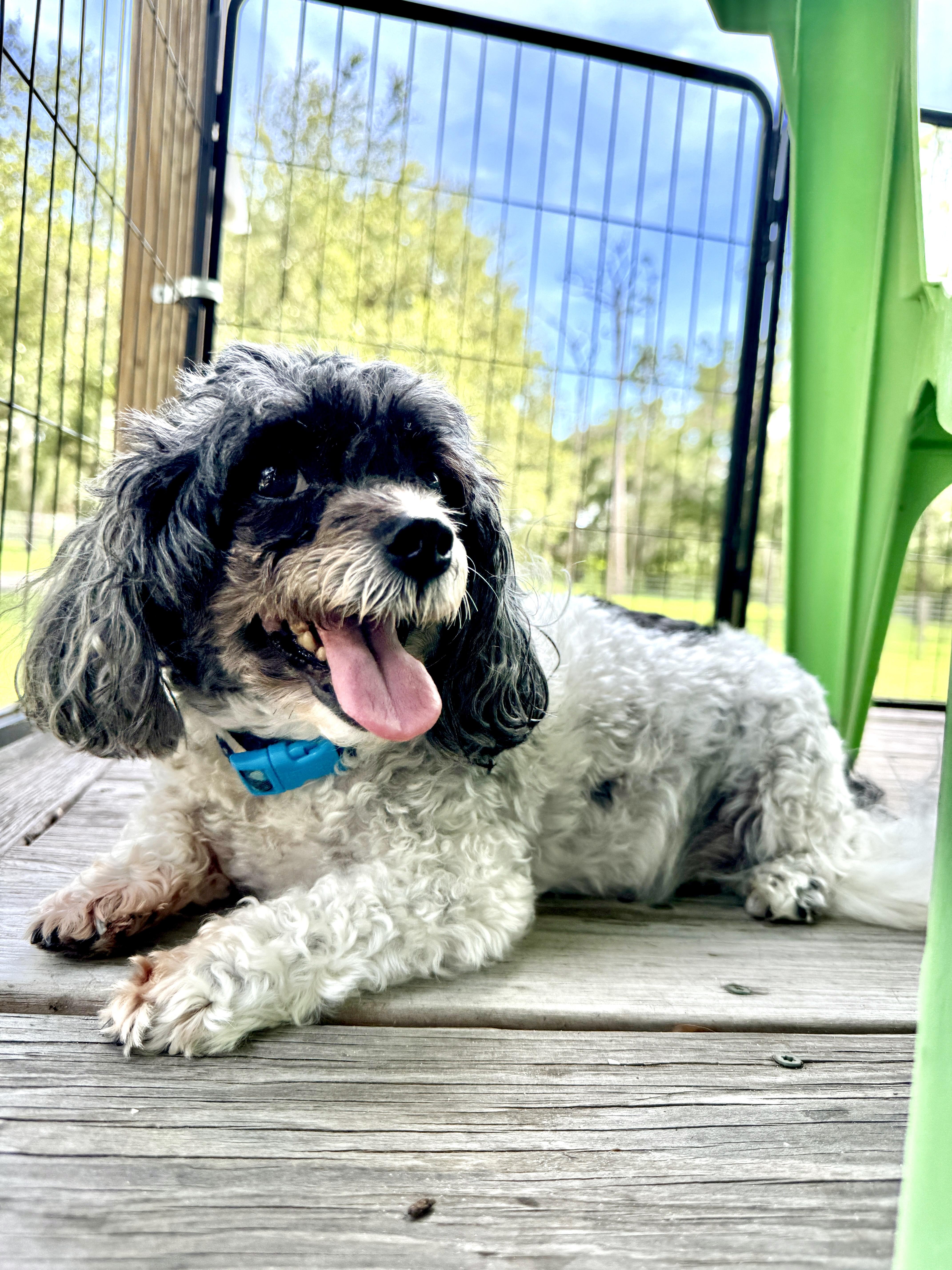 Enlarge Beau, a Adopted mixed breed in Venice, FL image 2/4