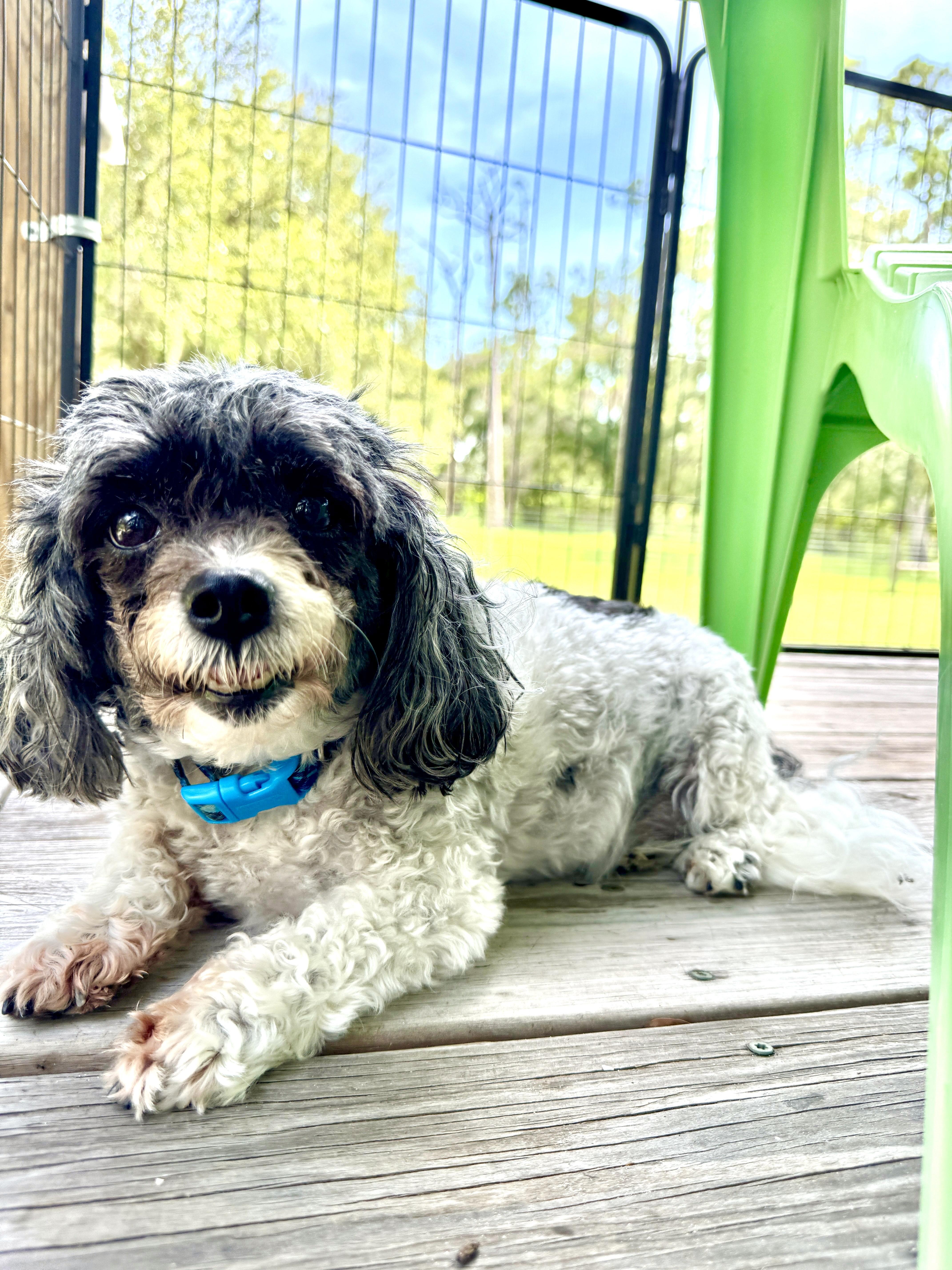 Enlarge Beau, a Adopted mixed breed in Venice, FL image 3/4