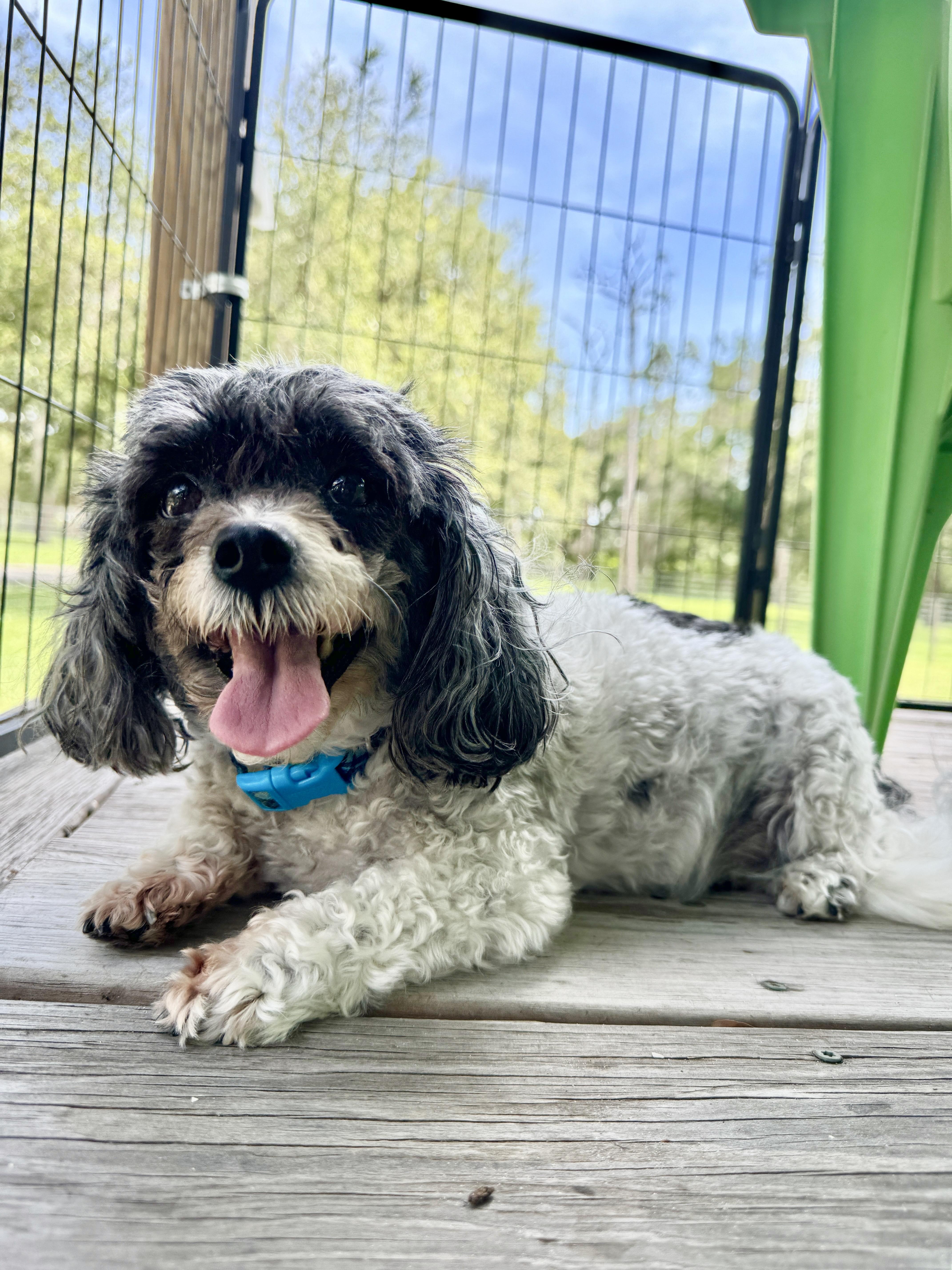 Enlarge Beau, a Adopted mixed breed in Venice, FL image 4/4