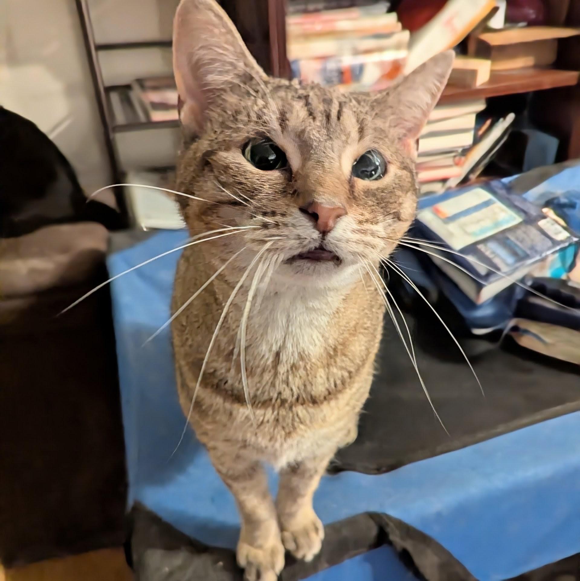 Queen, a Adoptable mixed breed in Fairborn, OH image 3/6