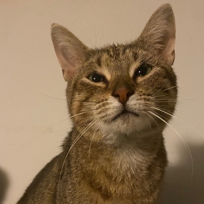 Queen, a Adoptable mixed breed in Fairborn, OH image 6/6