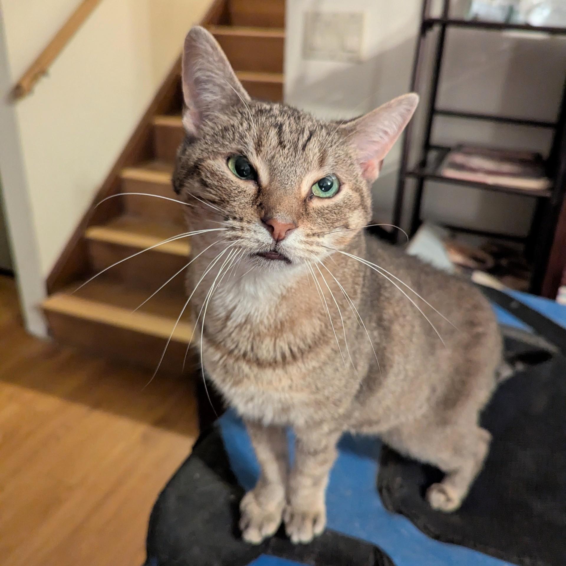 Queen, a Adoptable mixed breed in Fairborn, OH image 1/6