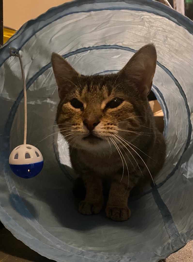 Queen, a Adoptable mixed breed in Fairborn, OH image 5/6