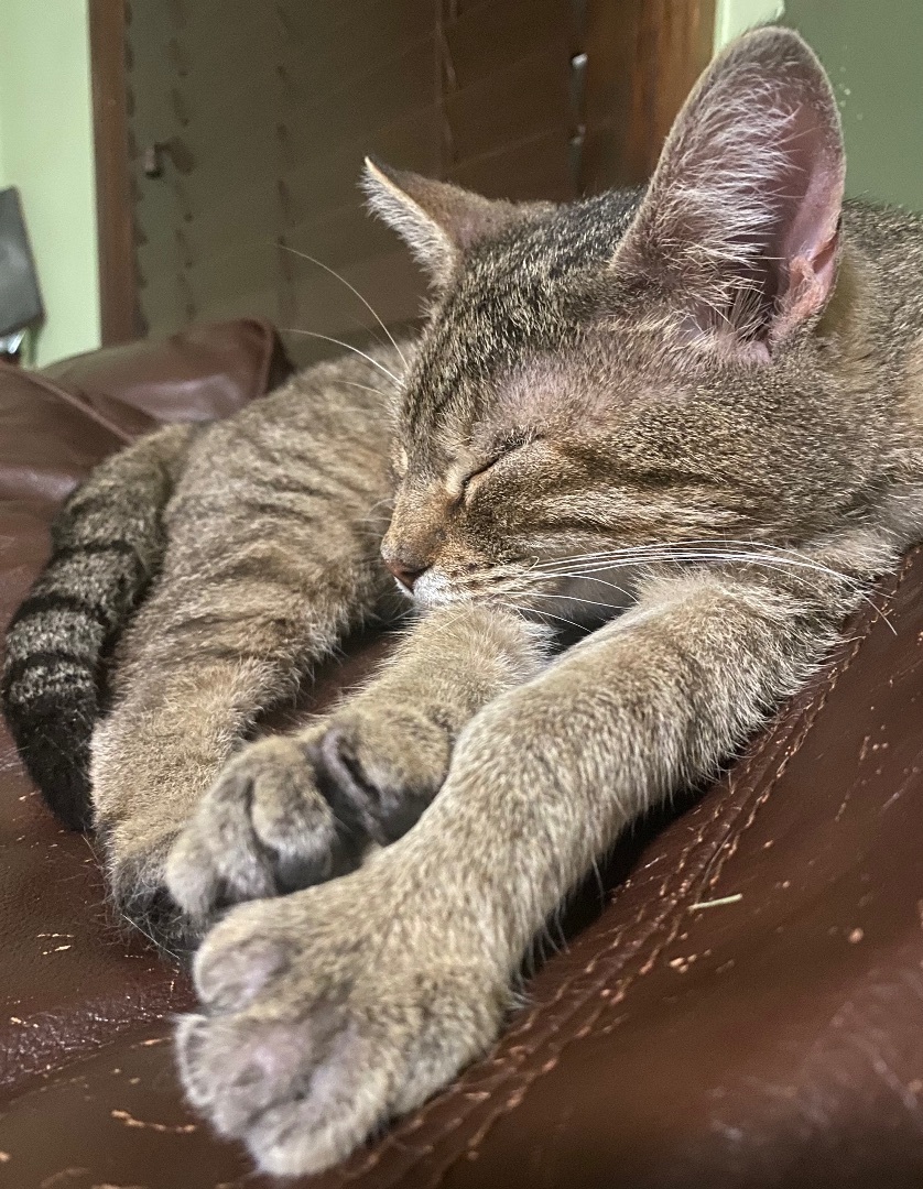 Queen, a Adoptable mixed breed in Fairborn, OH image 4/6