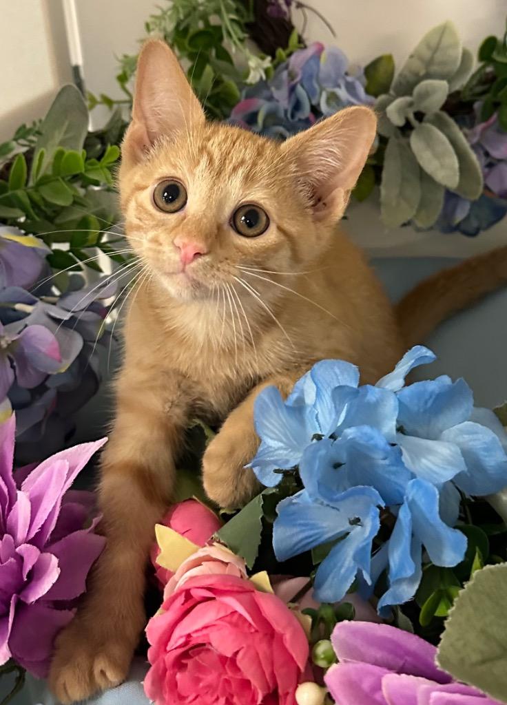 6/20/25 - Zoey, Adopted, Young Female Domestic Short Hair.