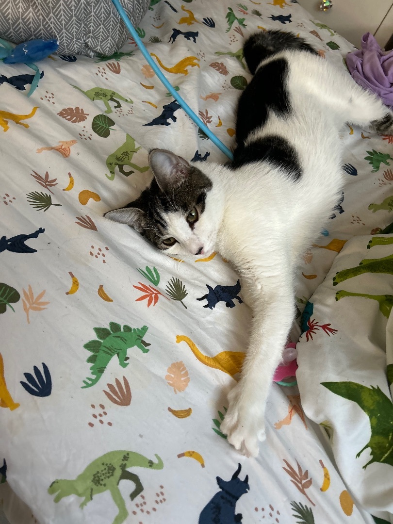 Tenura aka TETE , Adoptable, Young Female Domestic Short Hair.