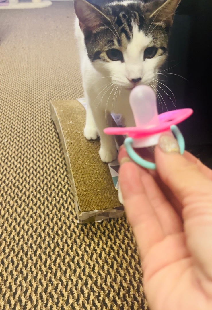 Tenura aka TETE , a Adoptable Domestic Short Hair in Palm City, FL image 3/10