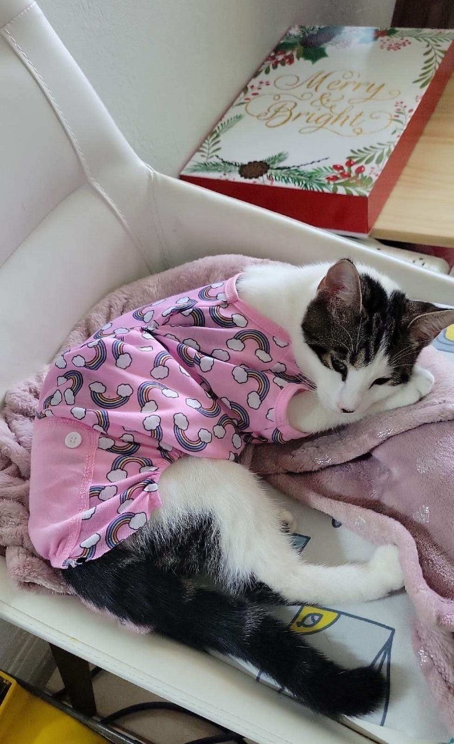 Tenura aka TETE , a Adoptable Domestic Short Hair in Palm City, FL image 4/10