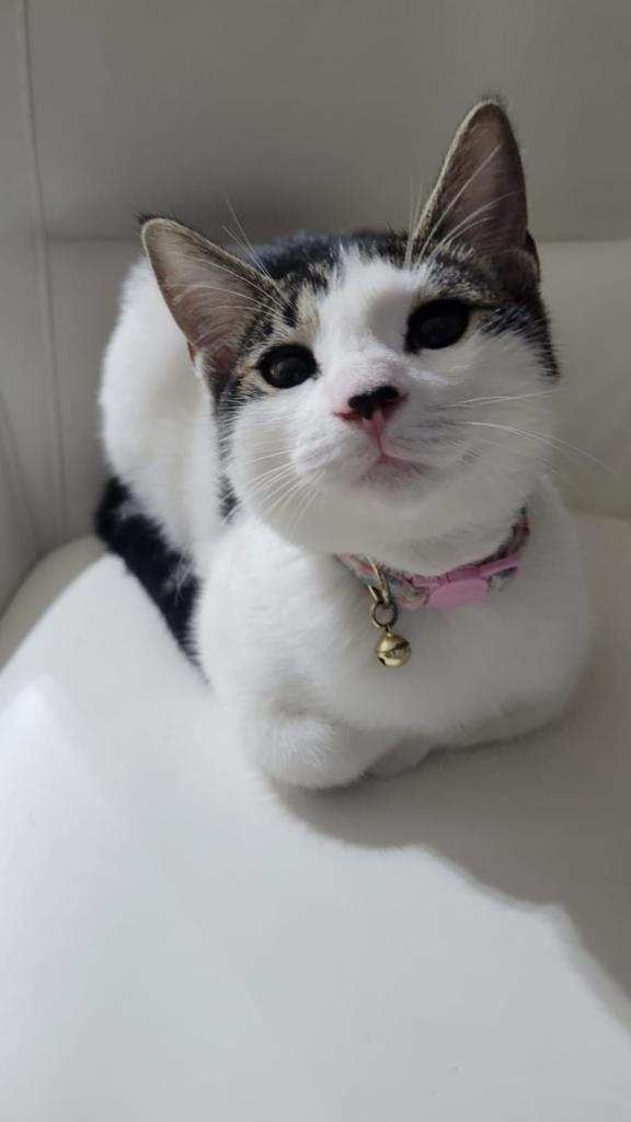 Tenura aka TETE , a Adoptable Domestic Short Hair in Palm City, FL image 5/10