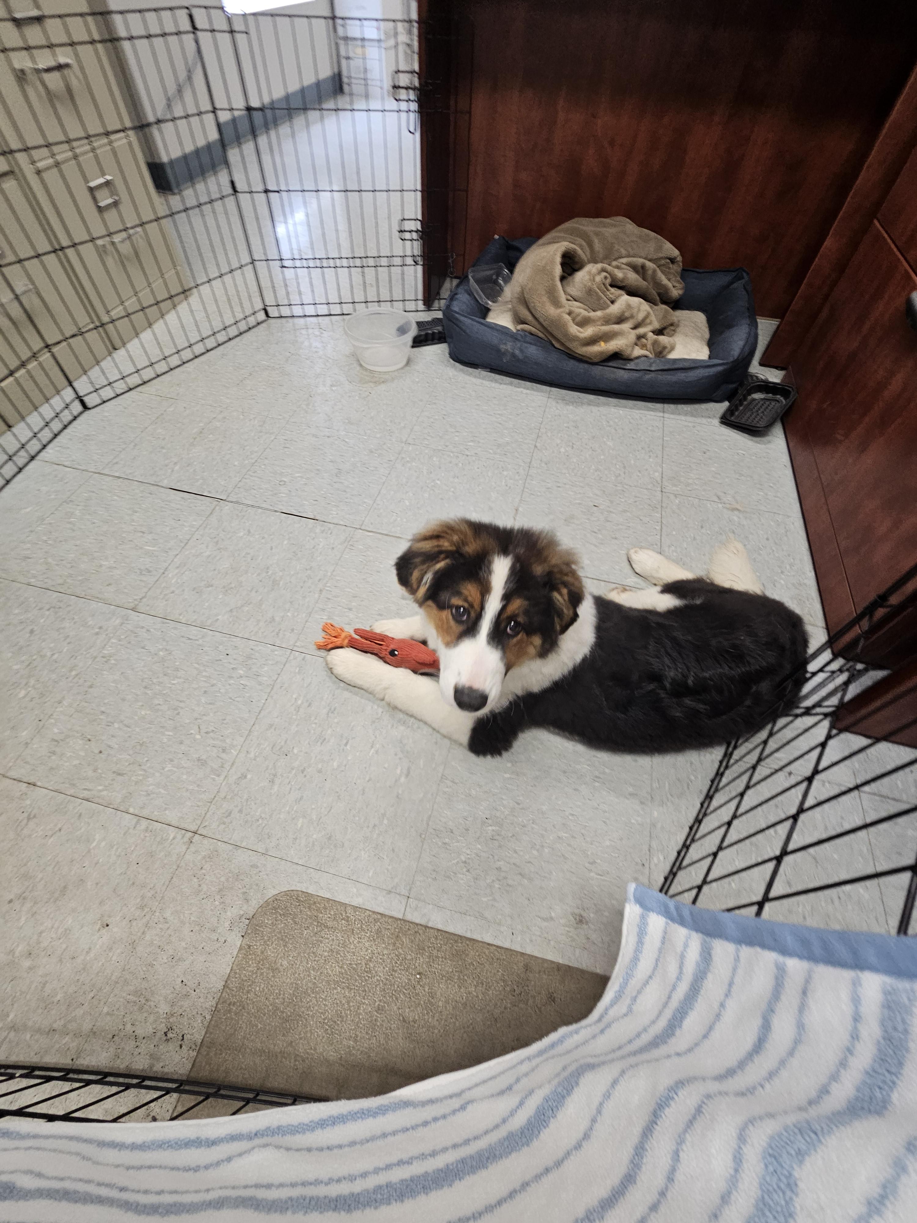 Enlarge Ivy, a Adopted mixed breed in New Albany, IN image 3/4