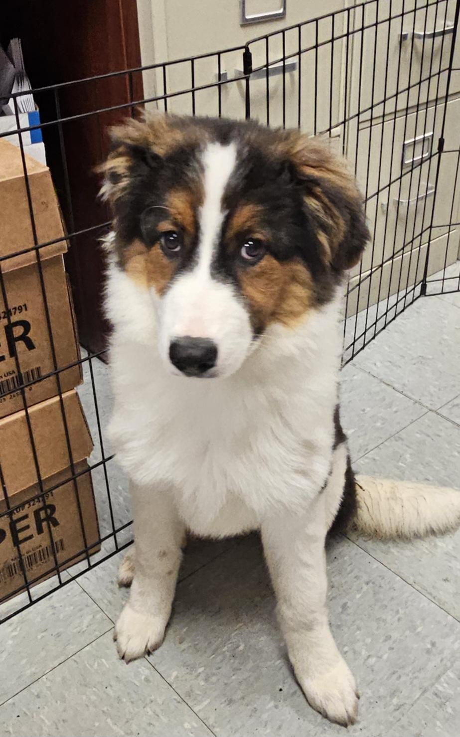 Ivy, Adopted, Puppy Female Australian Shepherd.