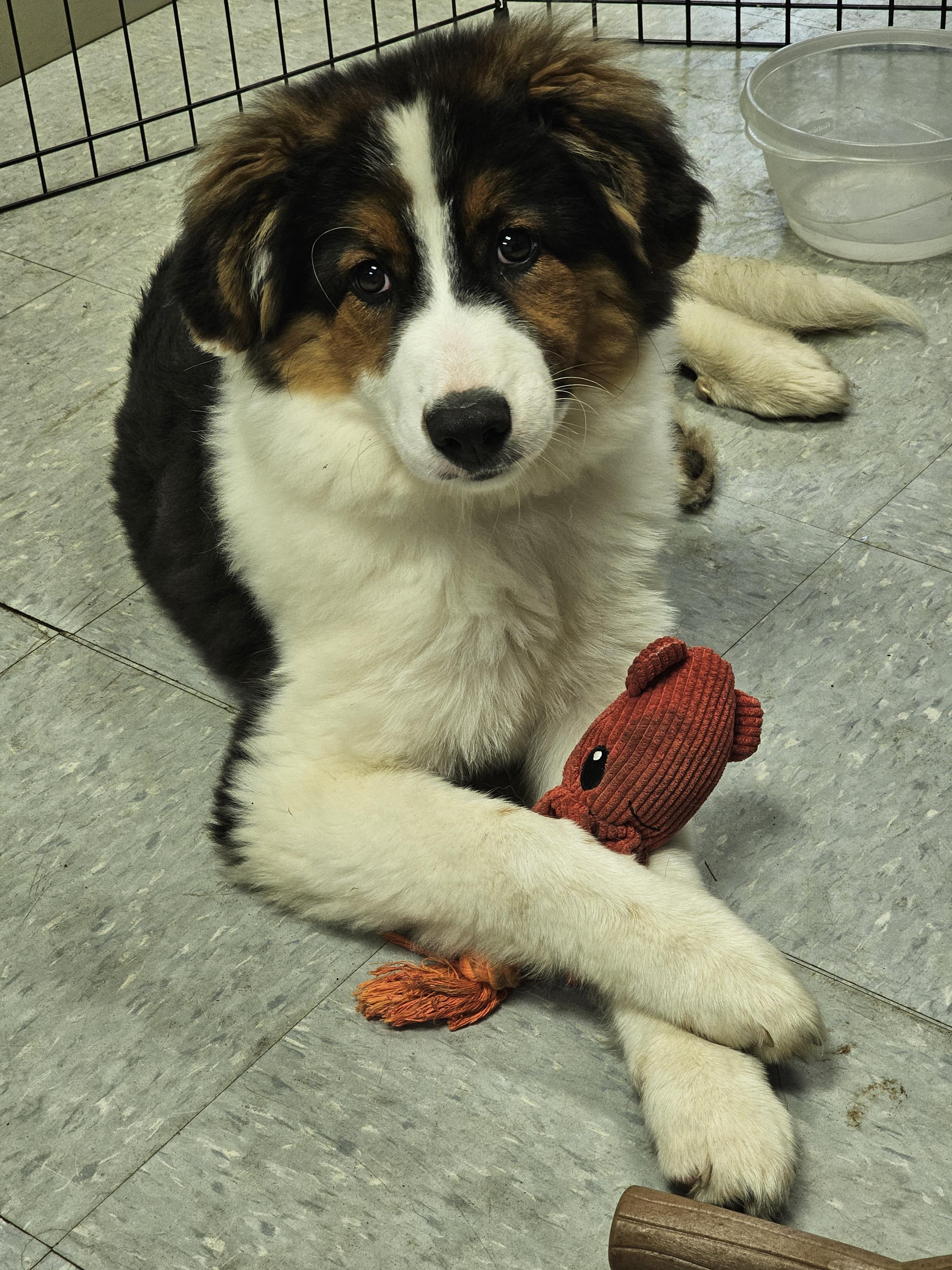 Enlarge Ivy, a Adopted mixed breed in New Albany, IN image 1/4