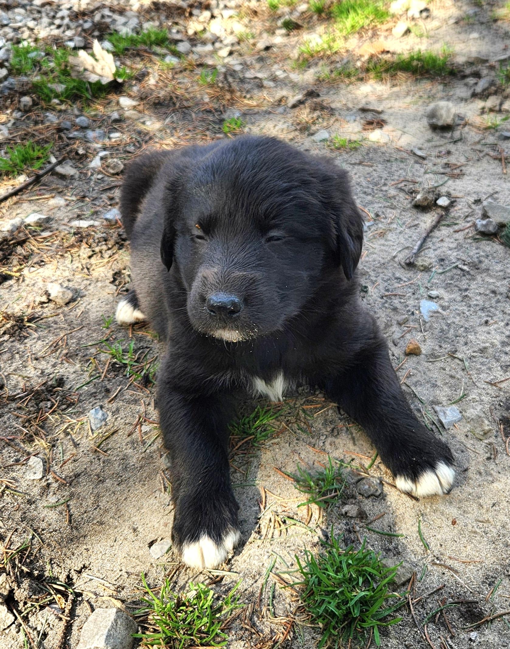 Enlarge Ferry, an adopted mixed breed in Liberty Center, OH image 5/6