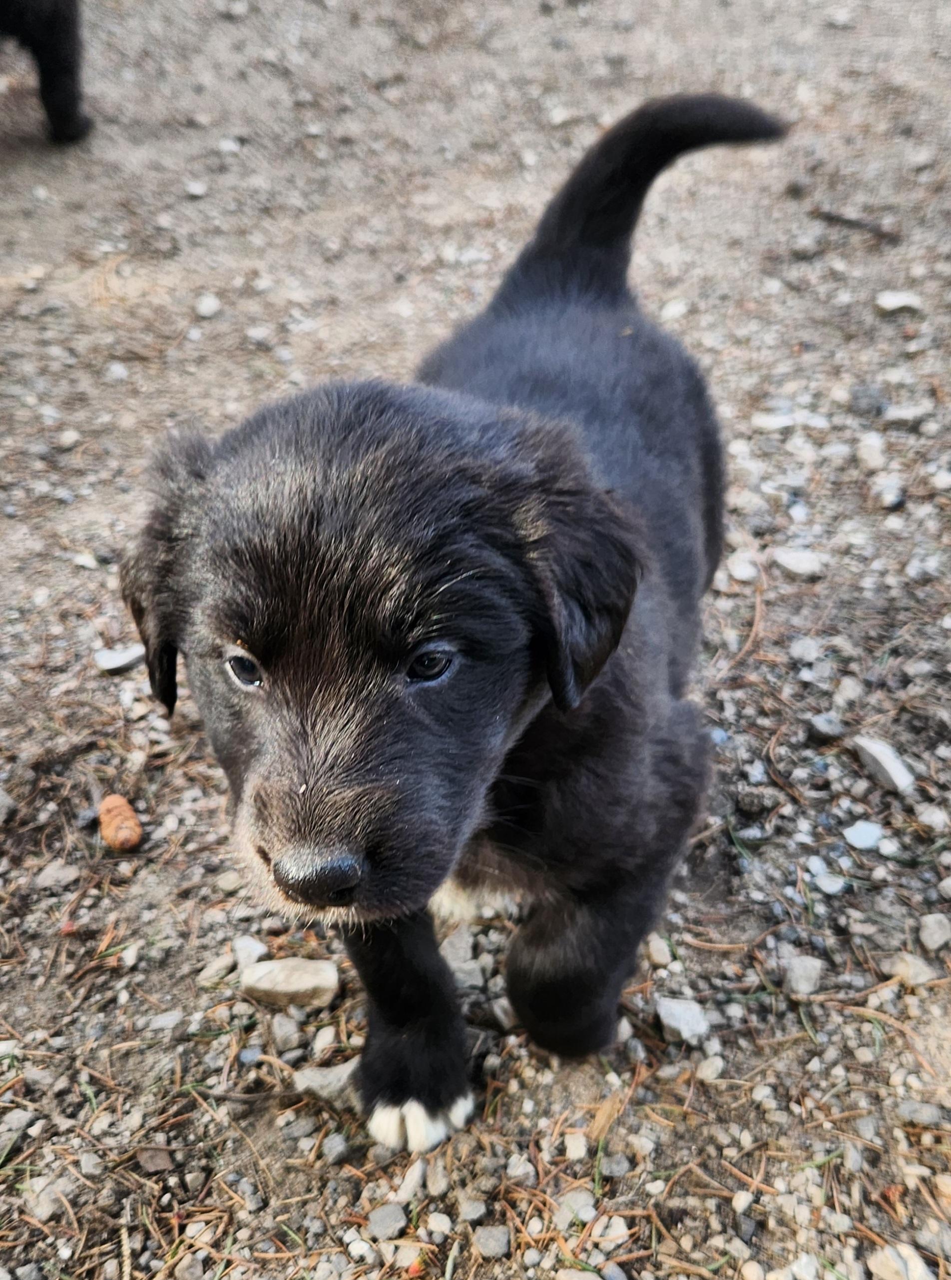 Enlarge Ferry, an adopted mixed breed in Liberty Center, OH image 3/6