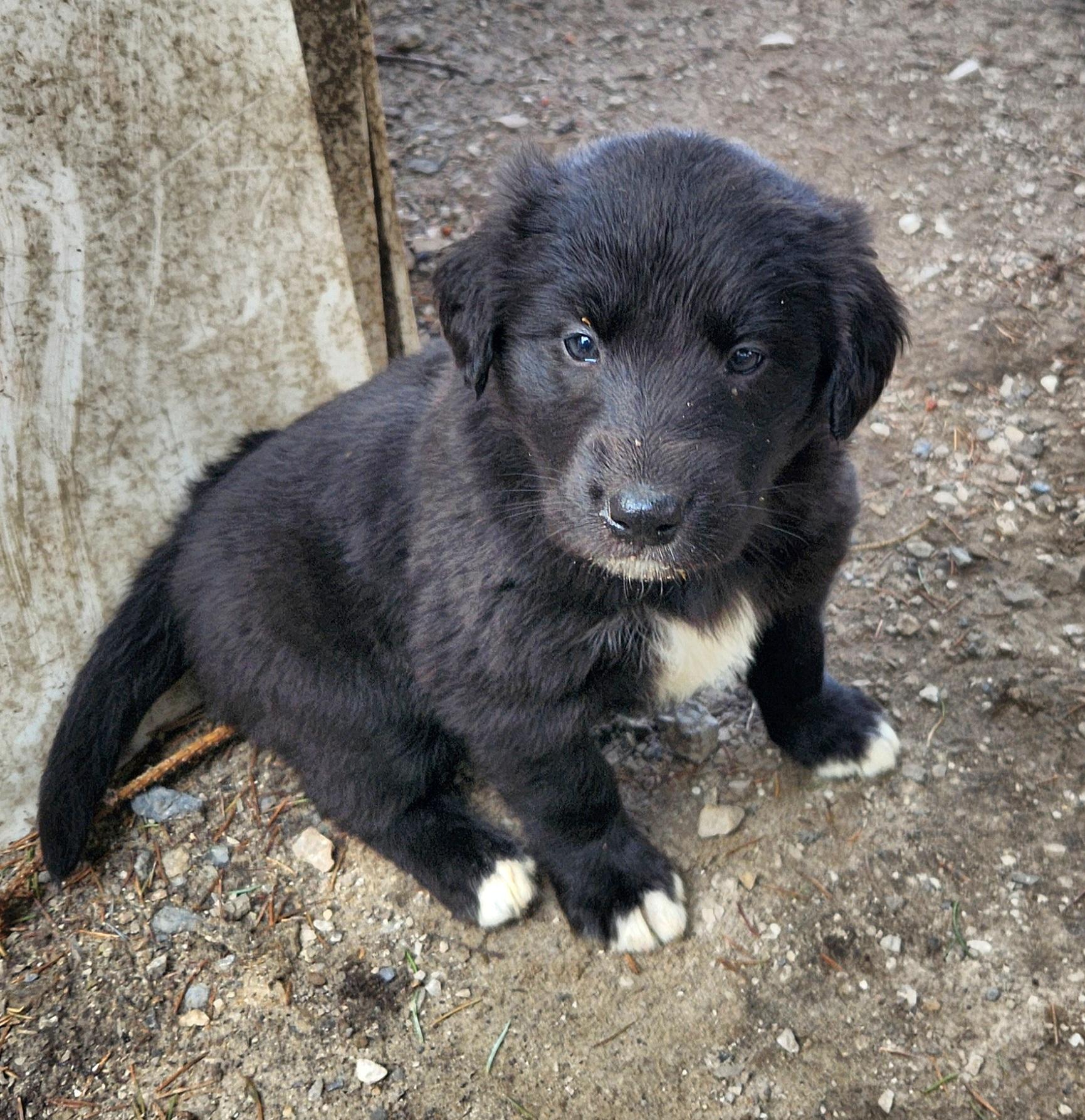 Enlarge Ferry, an adopted mixed breed in Liberty Center, OH image 4/6