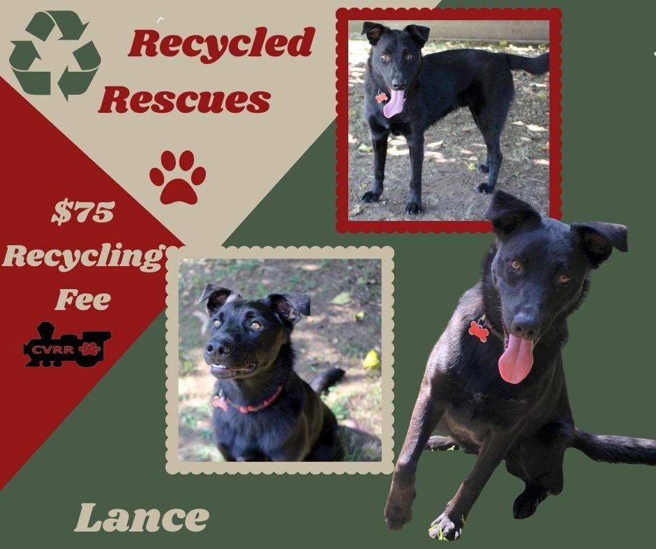 Enlarge Lance (Recycle), a Adoptable mixed breed in LINDSAY, CA image 1/1