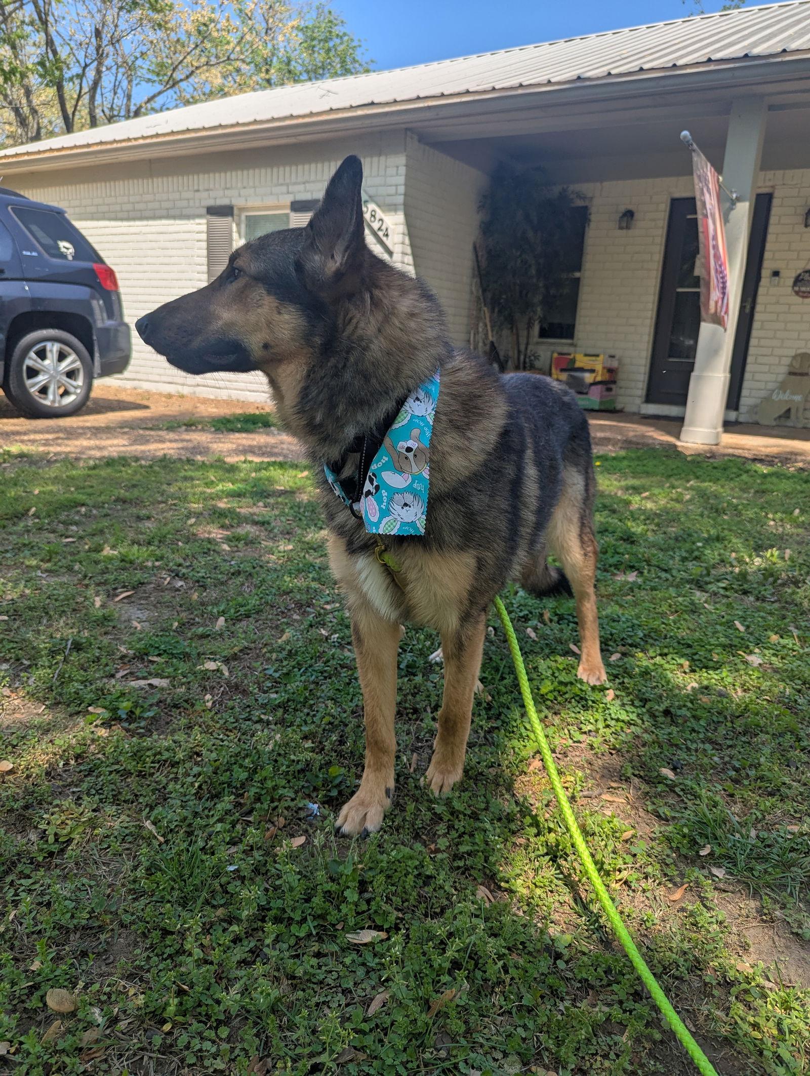 Dean, Adoptable, Young Male German Shepherd Dog & Border Collie.