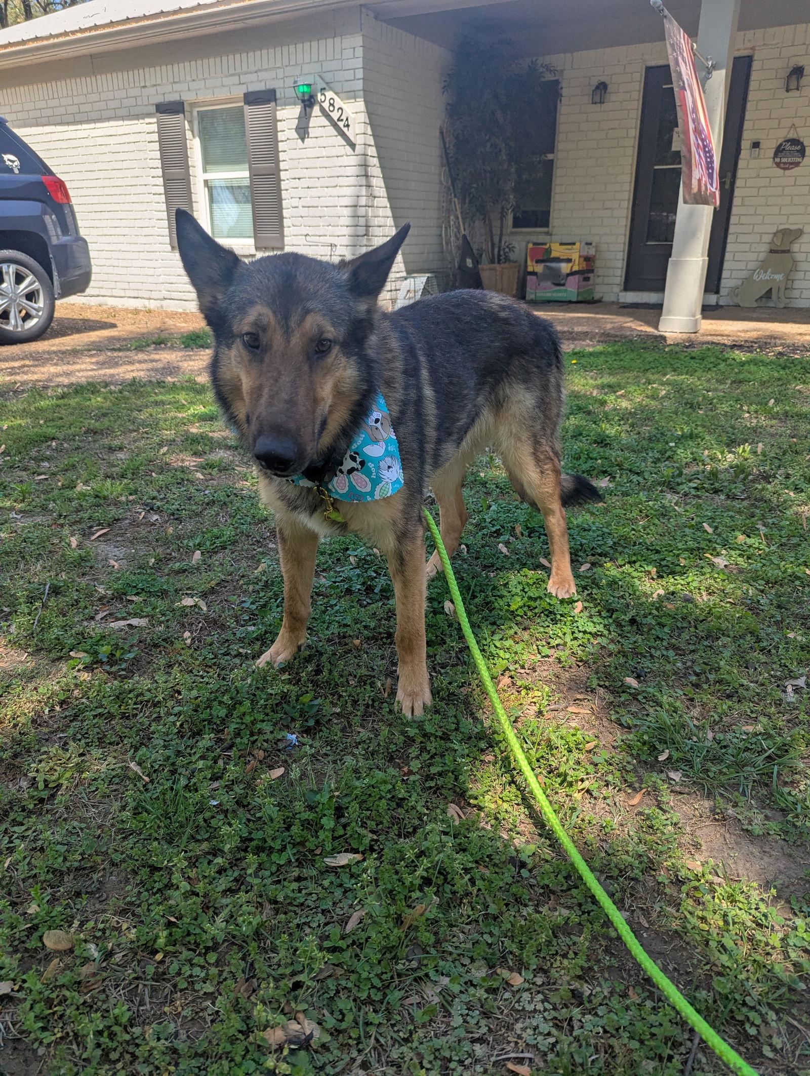 Dean, a Adoptable mixed breed in Munford, TN image 2/3