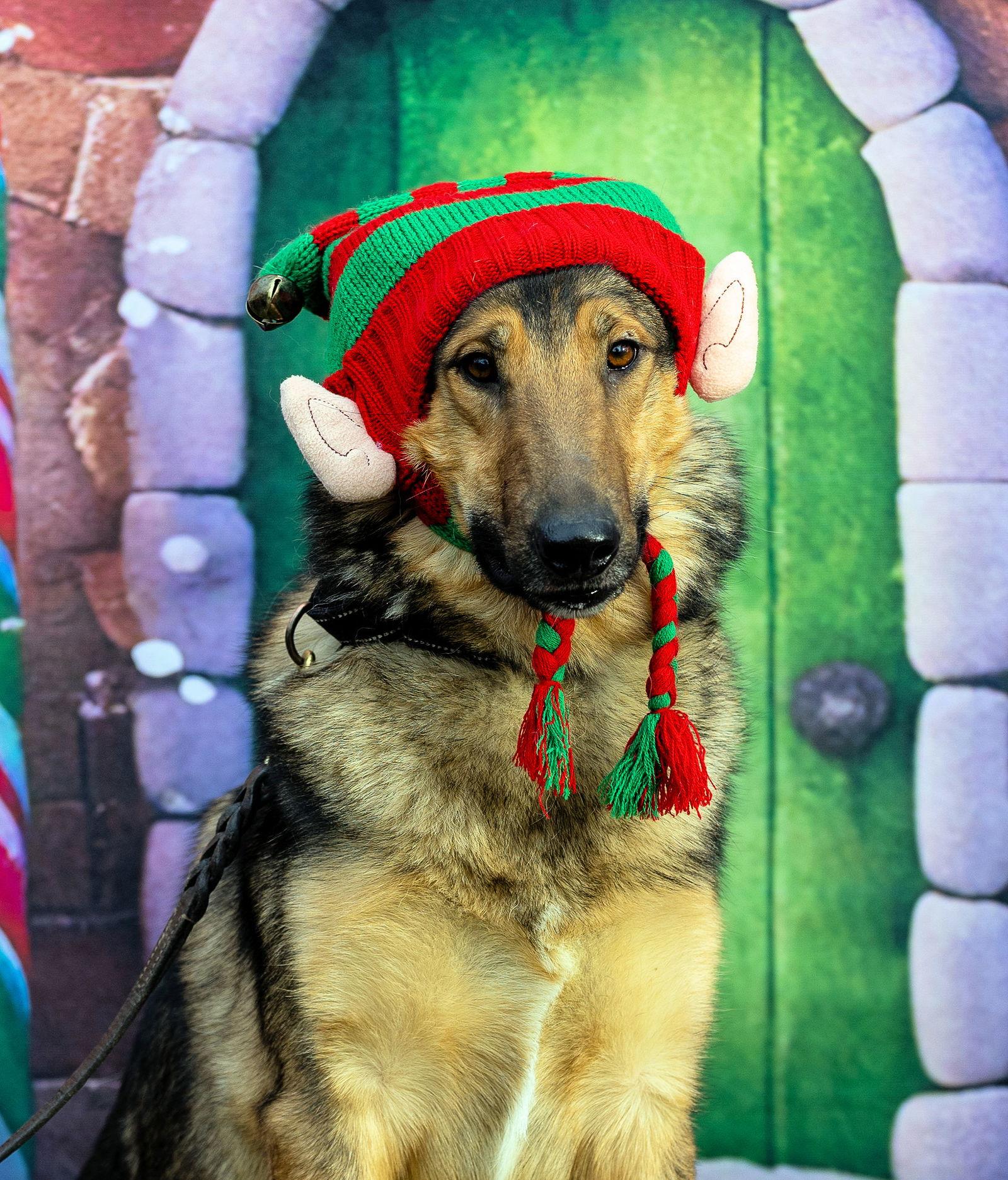 Enlarge Dean, a Adoptable mixed breed in Munford, TN image 1/3