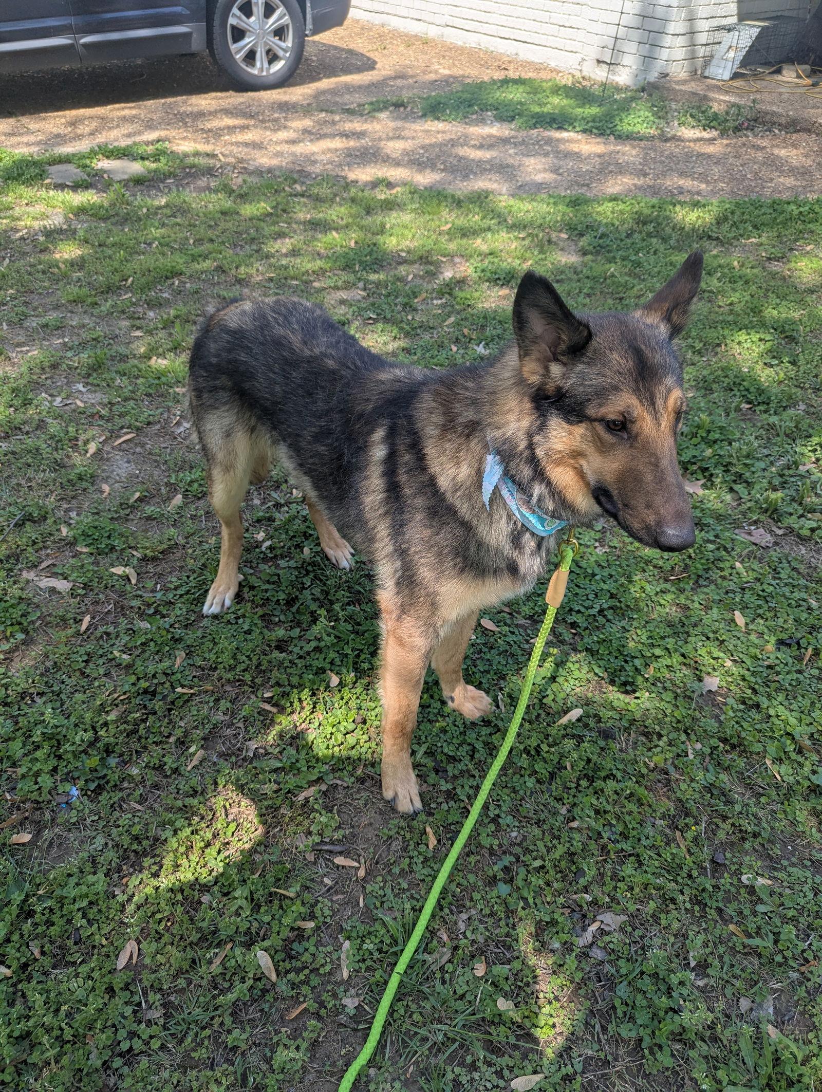 Dean, a Adoptable mixed breed in Munford, TN image 3/3