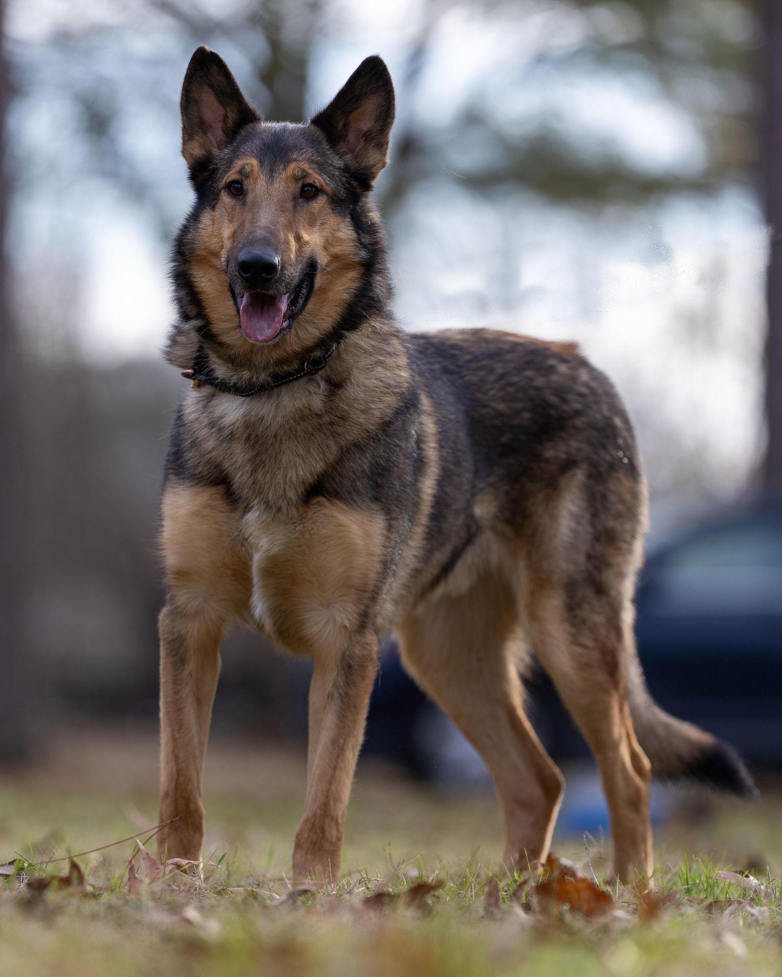Enlarge Dean, a Adoptable mixed breed in Munford, TN image 3/3