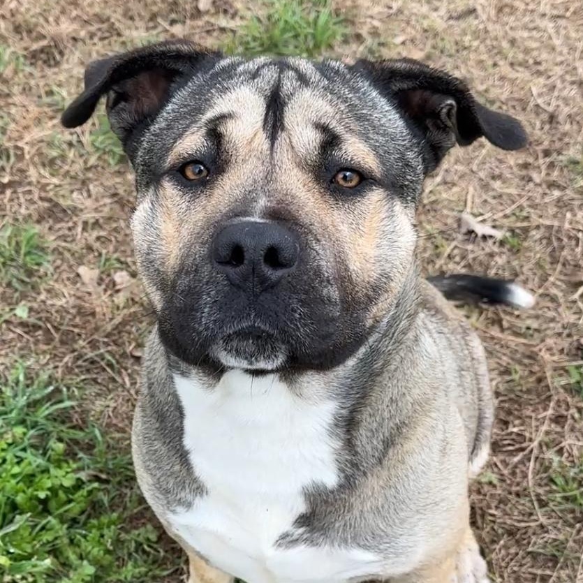 Enlarge Major, a Adoptable mixed breed in Gonzales, TX image 2/4