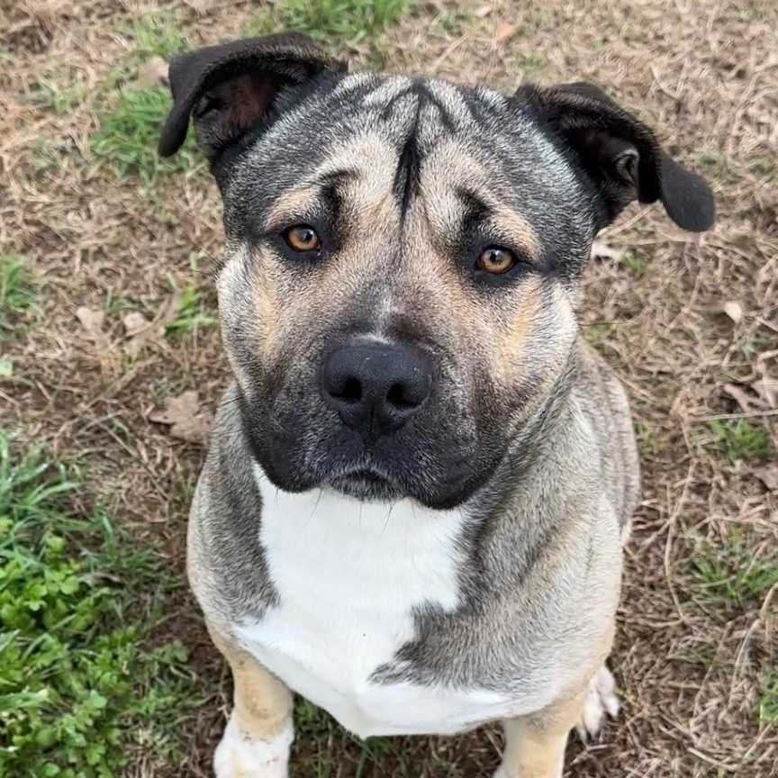 Major, Adoptable, Young Male American Bulldog & Akita.