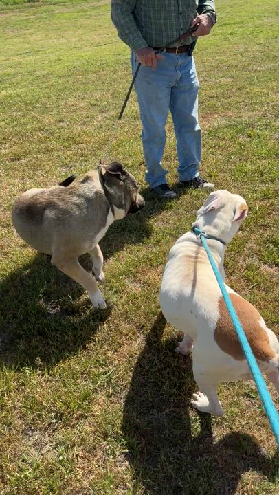 Enlarge Major, a Adoptable mixed breed in Gonzales, TX video 3/4