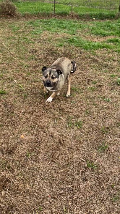 Enlarge Major, a Adoptable mixed breed in Gonzales, TX video 4/4