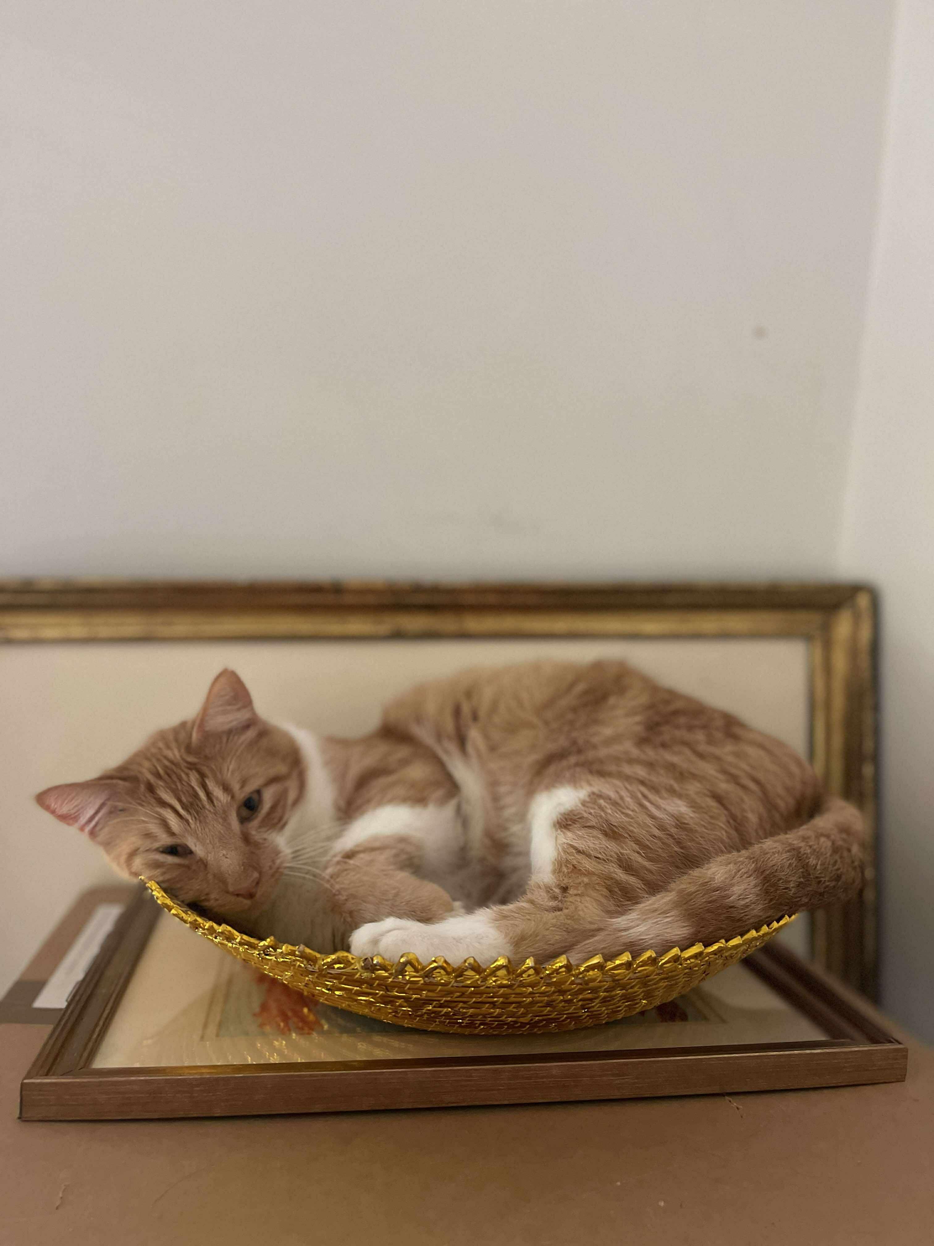 Enlarge Rusty - AKA Rustoleum, a Adoptable Domestic Short Hair in Hagerstown, MD image 3/5