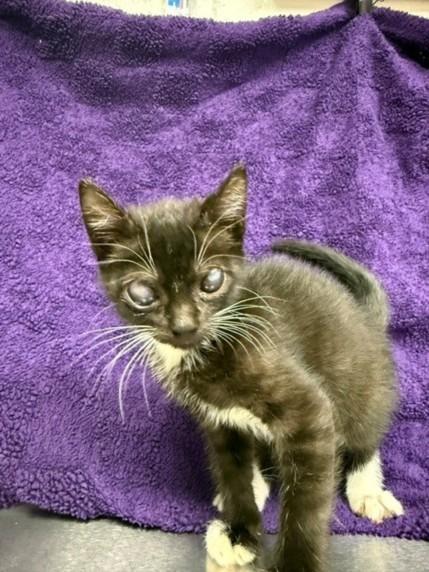 Enlarge TOPH, a Adoptable mixed breed in Houston, TX image 1/1