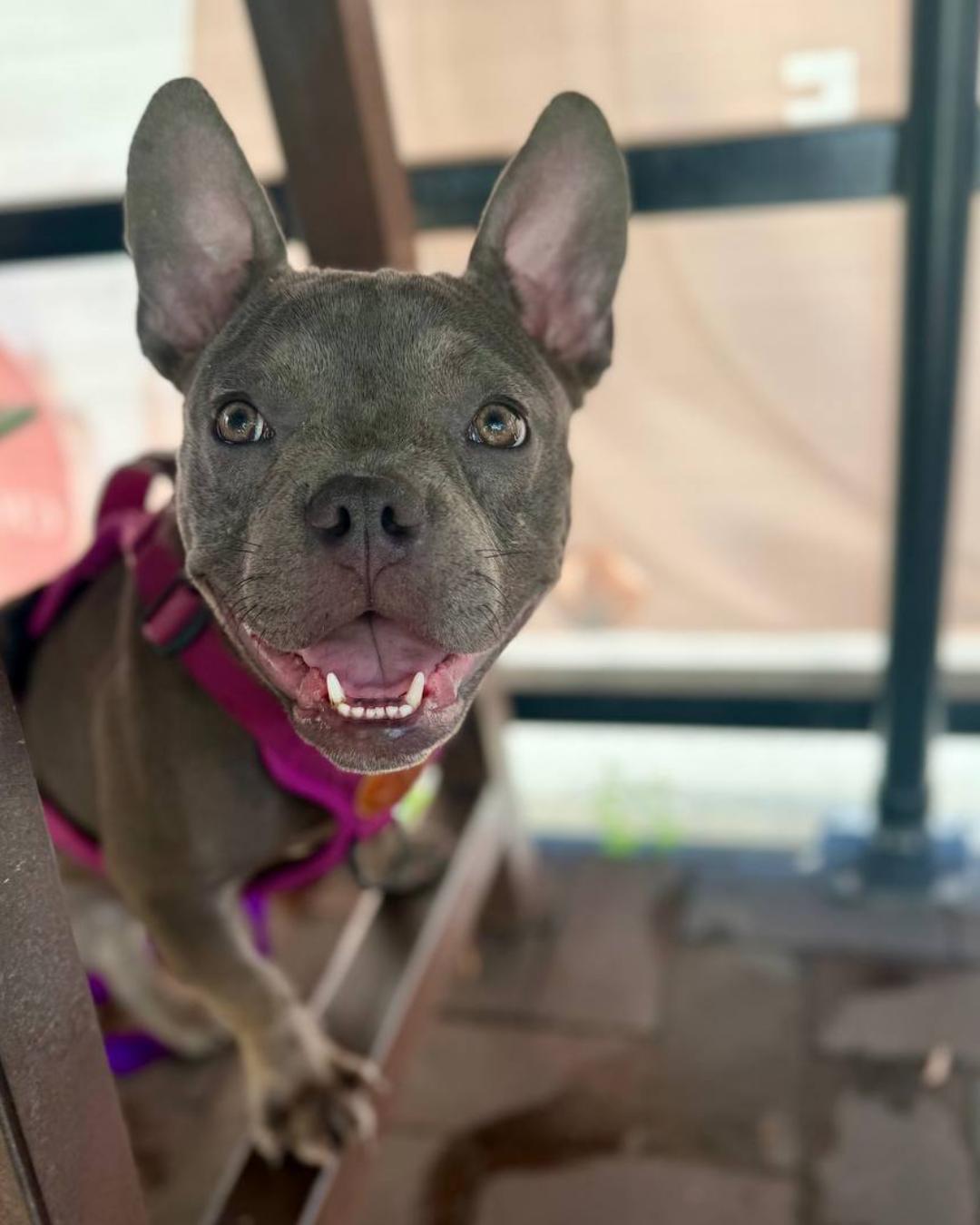 Sara, Adoptable, Adult Female Pit Bull Terrier.