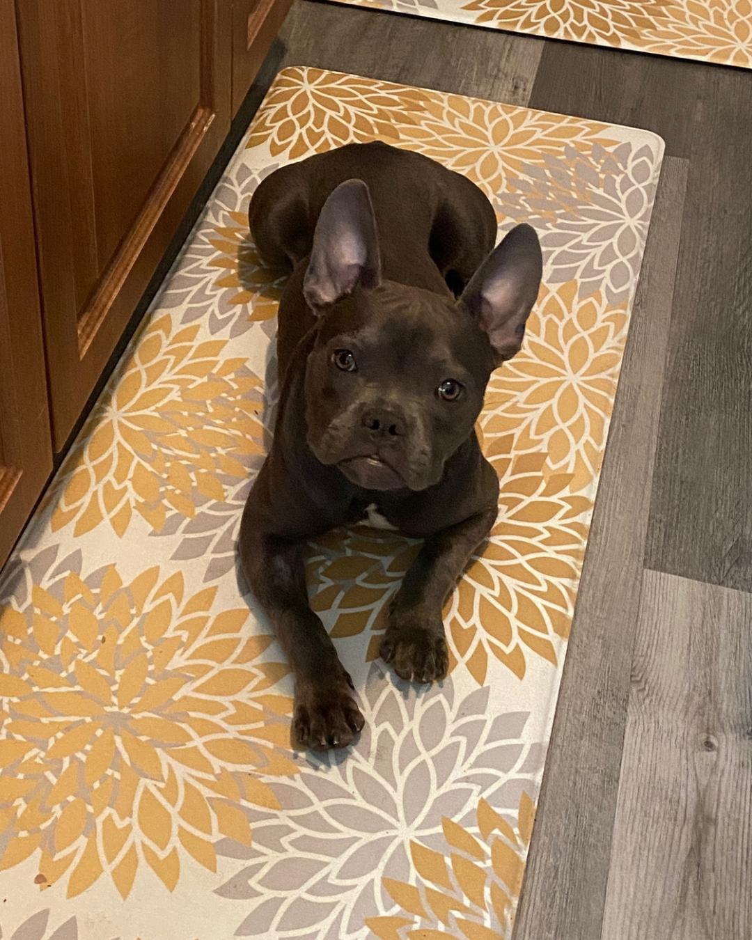 Sara, a Adoptable Pit Bull Terrier in Long Beach, CA image 2/6