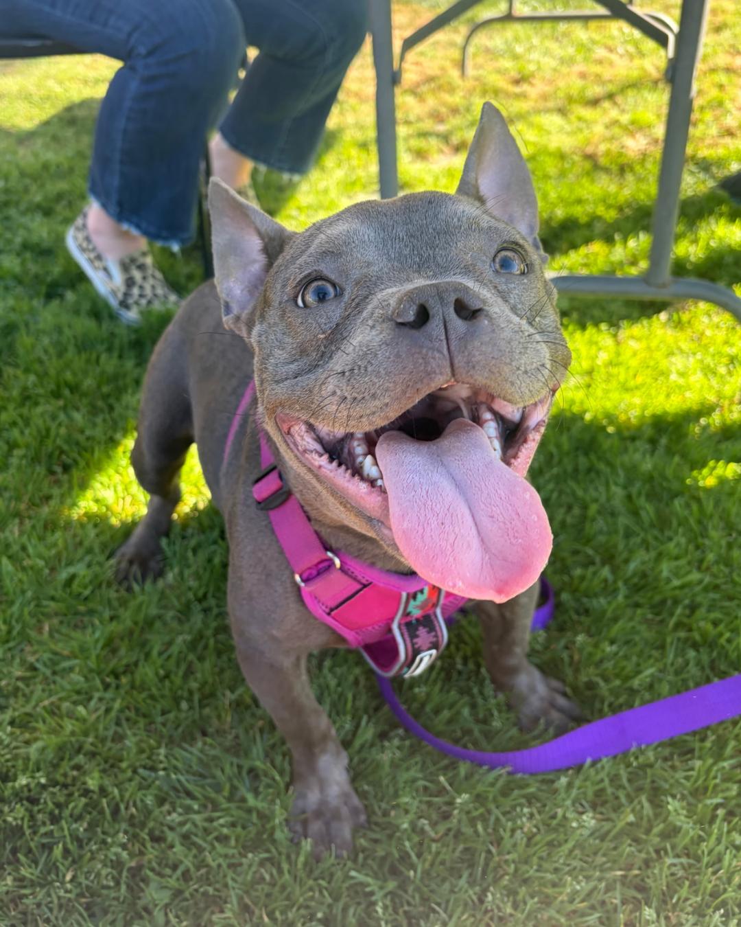Sara, a Adoptable Pit Bull Terrier in Long Beach, CA image 3/6