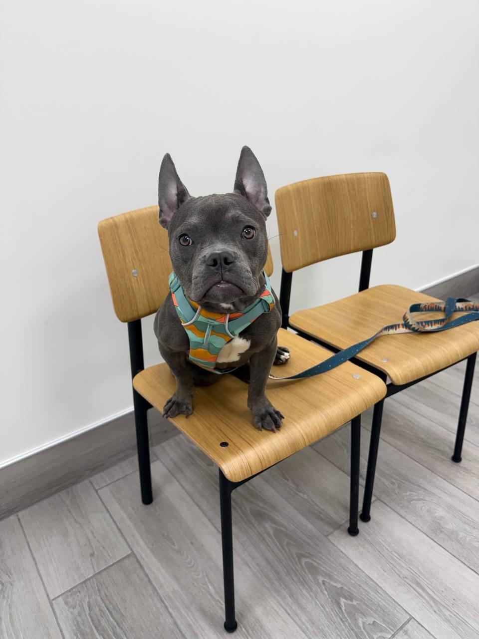 Sara, a Adoptable Pit Bull Terrier in Long Beach, CA image 4/6