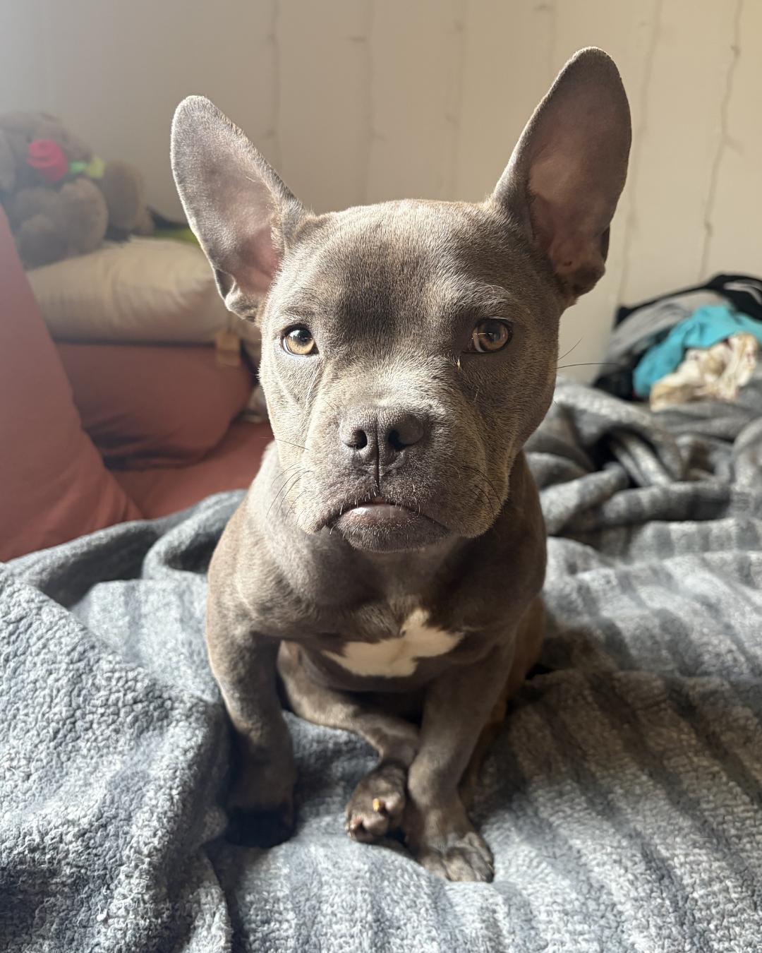 Sara, a Adoptable Pit Bull Terrier in Long Beach, CA image 6/6
