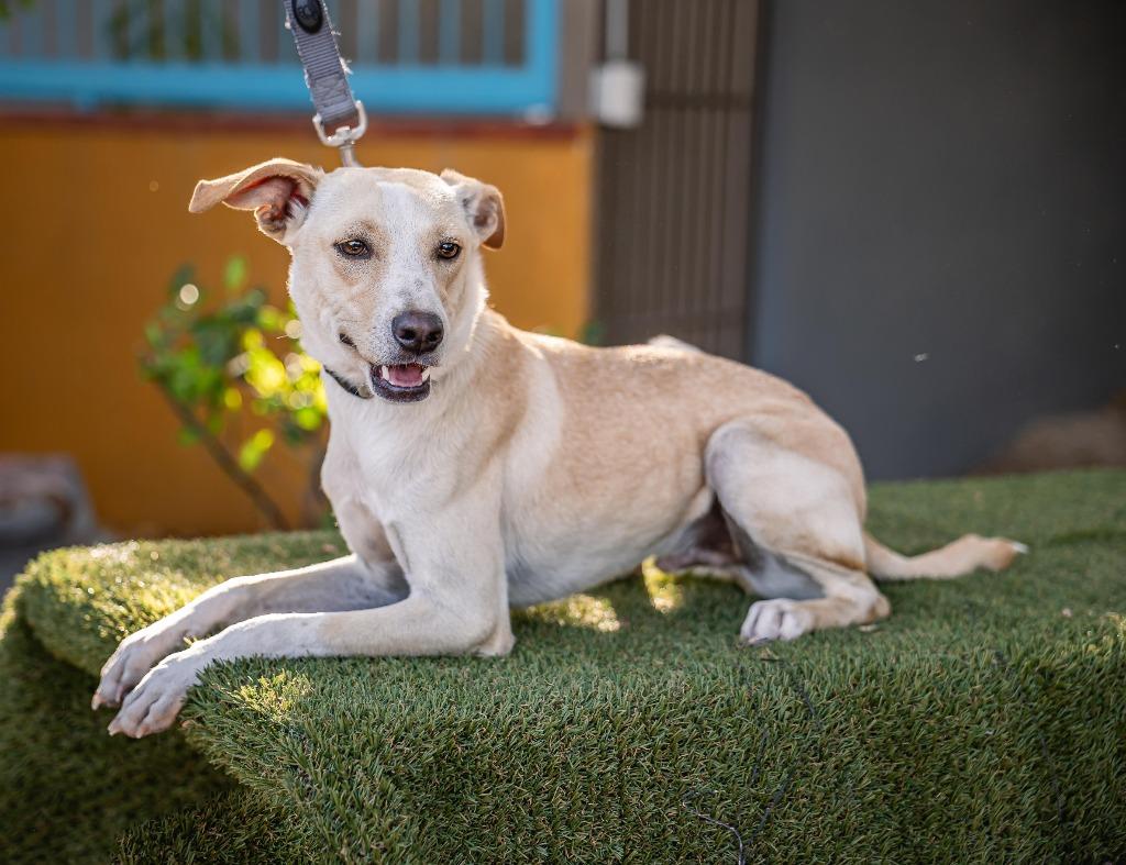 Teri, Adoptable, Puppy Male Labrador Retriever.