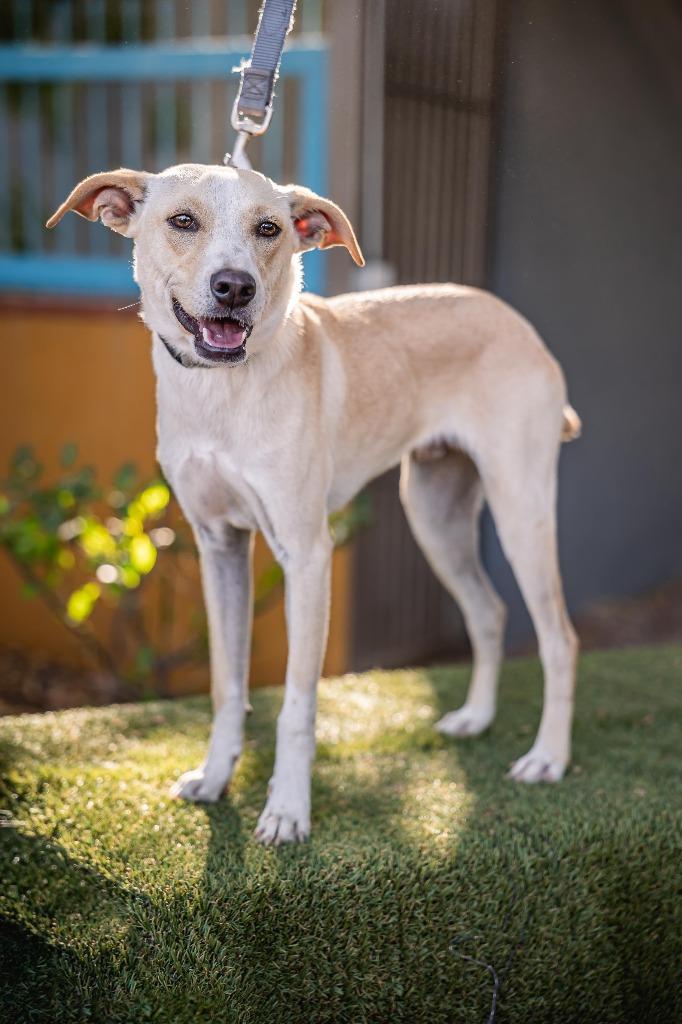 Teri, a Adoptable Labrador Retriever in Anacortes, WA image 2/6