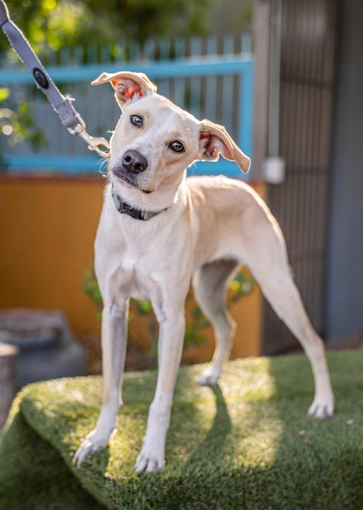 Teri, a Adoptable Labrador Retriever in Anacortes, WA image 3/6